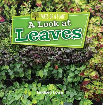 a-look-at-leaves-3316645-1