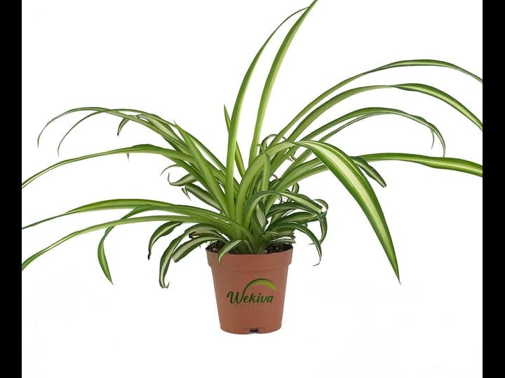 wekiva-foliage-2-in-enchanting-spider-plant-live-plant-chlorophytum-comosum-natures-green-symphony-f-1