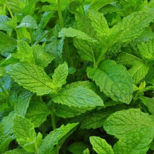 mojito-mint-plant-two-2-live-plants-not-seeds-each-4-inch-7-inch-tall-in-3-5-inch-pots-1