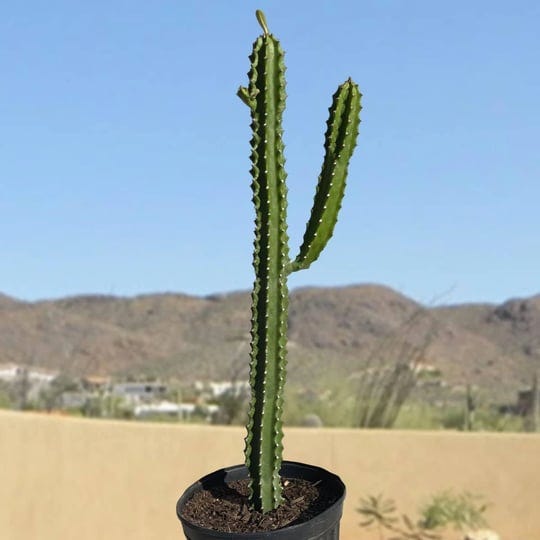 the-cactus-outlet-cactus-outlet-cactus-plants-live-euphorbia-royaleana-live-cactus-36-rare-large-liv-1