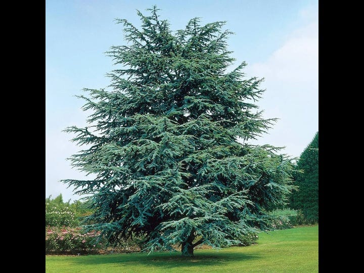 spring-hill-nurseries-electric-blue-upr-deodora-cedar-feature-shrub-in-2-25-gallon-s-pot-92416-1