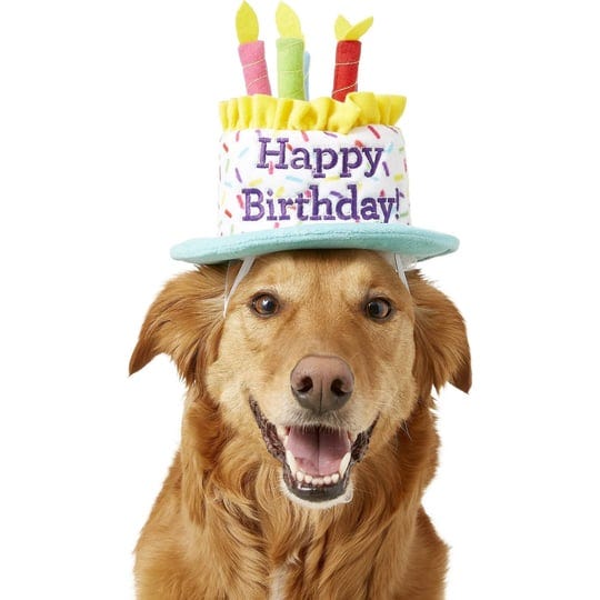 frisco-birthday-cake-dog-hat-medium-large-1