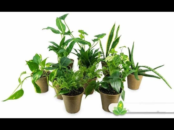 joshs-frogs-clean-air-houseplant-multi-pack-gift-collection-with-eco-friendly-rice-hull-pots-3-plant-1