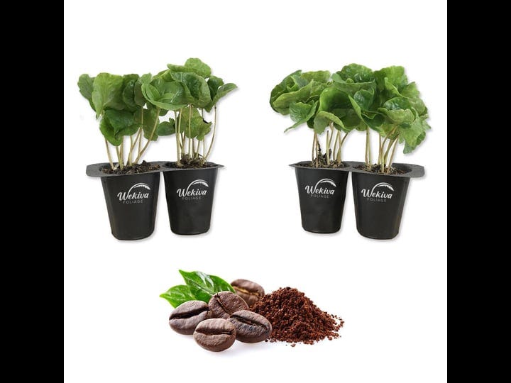 wekiva-foliage-coffee-plant-4-live-starter-plants-in-2-in-pots-coffea-arabica-beautiful-easy-care-in-1