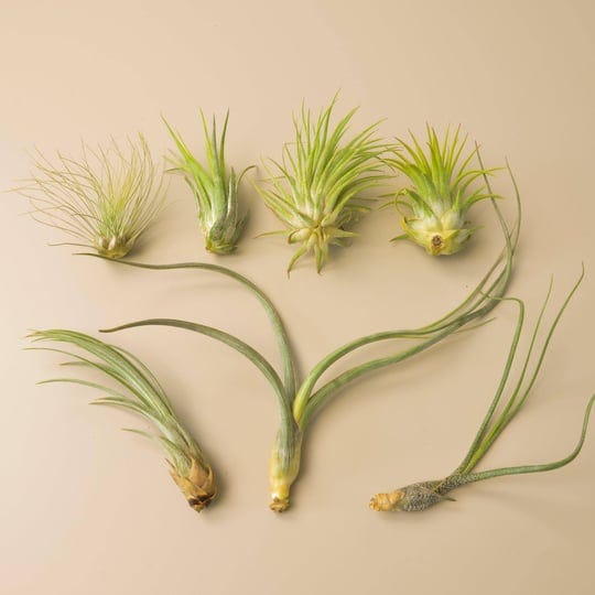 7-tillandsia-air-plant-variety-pack-1