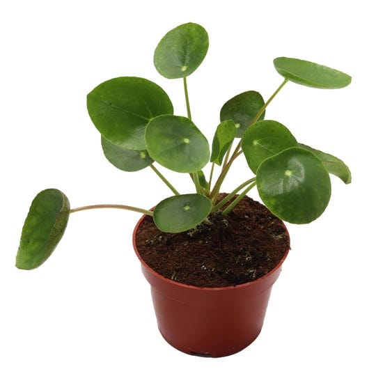 california-tropicals-rare-chinese-money-plant-pilea-peperomioides-live-house-plant-4-inch-pot-for-ea-1