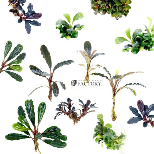 bucephalandra-plants-packages-growers-choice-aquarium-plants-factory-6-species-bare-root-plants-1