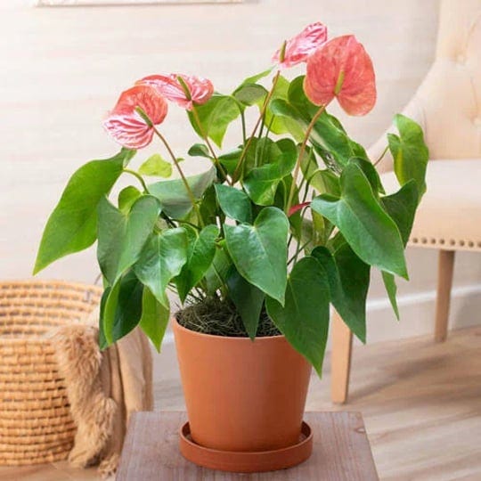 pink-dutch-anthurium-in-decorative-grey-pot-1-per-package-anthurium-pink-light-requirements-partial--1