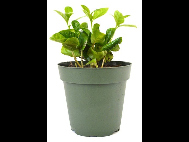 9greenbox-arabica-coffee-plant-4-pot-1