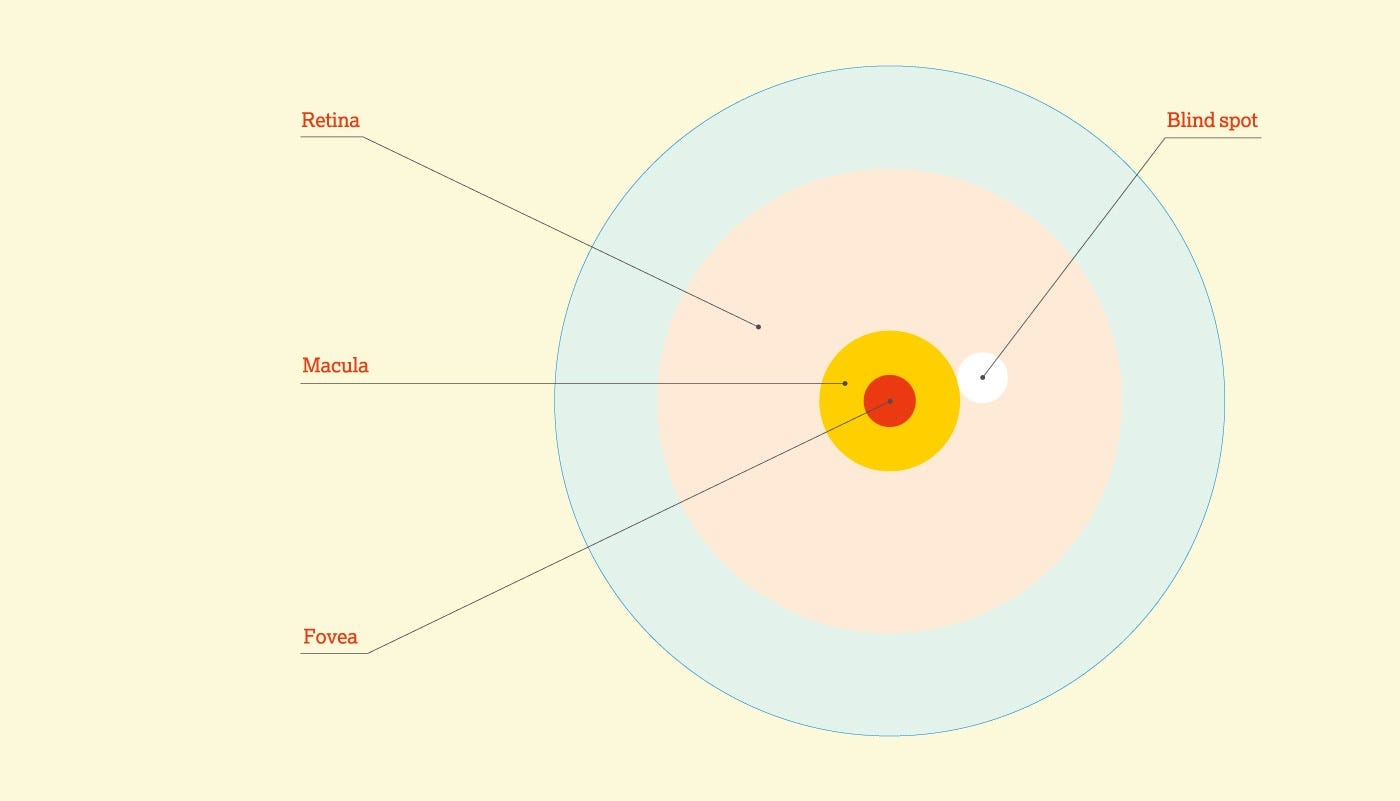 A simple illustration showing the back of the eye with a red dot in the center for the fovea, radiating out into the macula in pink and the retina in blue. To the right of the macula is the blind spot, shown in white.