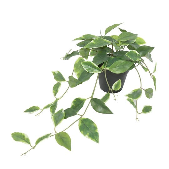 20-potted-green-dripping-ficus-plant-by-ashland-michaels-1