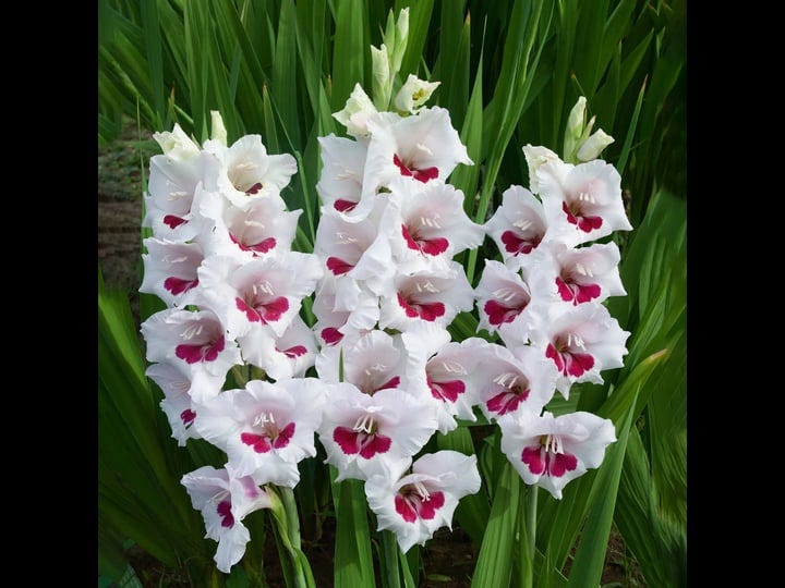 garden-state-bulb-gladiolus-fiorentina-flower-bulbs-12-14cm-bag-of-31