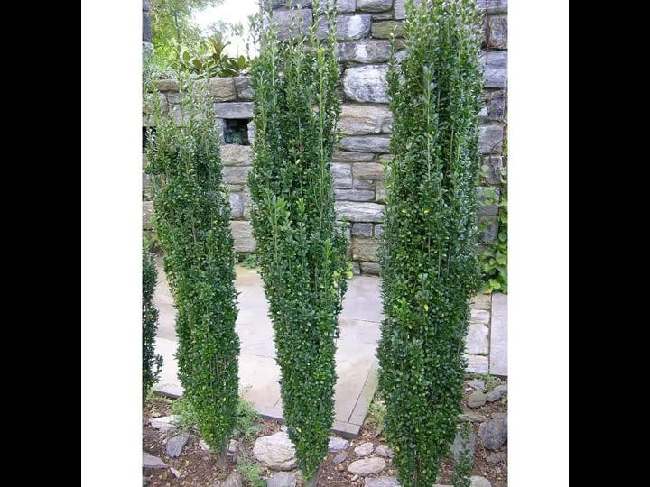 online-orchards-1-gal-sky-pencil-japanese-holly-shrub-columnar-evergreen-especially-elegant-in-conta-1