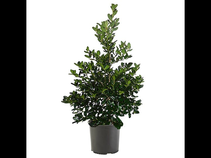 7-gal-holly-nellie-r-stevens-shrub-1