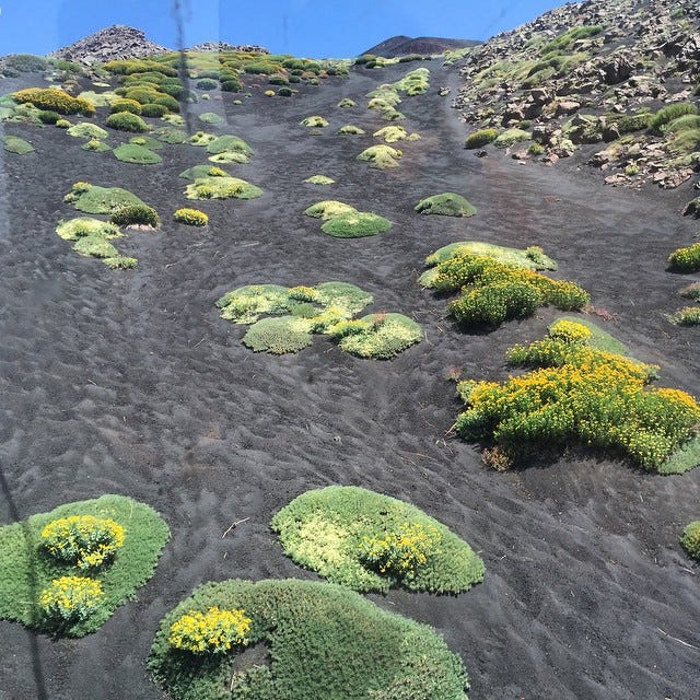 alexandra kehayoglou tapis réalité nature