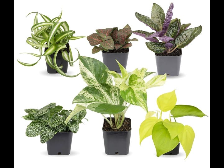 easy-to-grow-houseplants-6-pack-live-house-plants-in-plant-containers-growers-choice-plant-set-in-pl-1