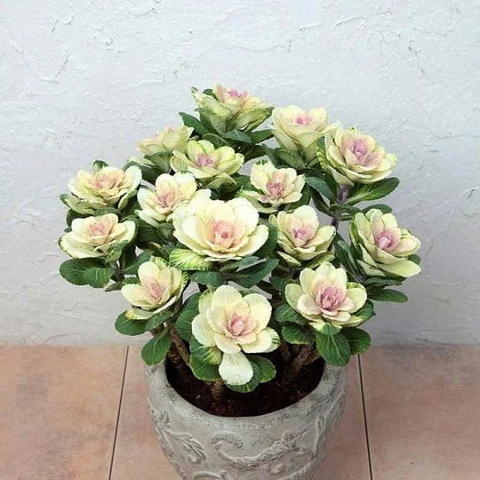 ornamental-kale-seeds-condor-pure-white-packet-white-pink-flower-seeds-eden-brothers-1