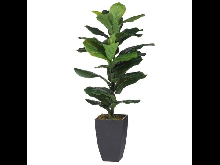 35-25-black-and-green-wide-potted-fiddle-leaf-fig-plant-1