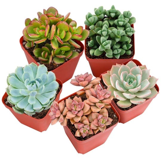 sprout-n-green-live-succulent-plants-5-pack-assorted-real-succulents-potted-in-2-starter-planter-wit-1