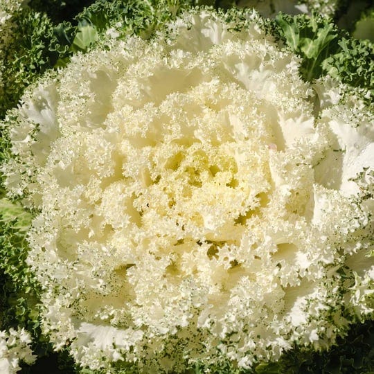 kamome-series-flowering-kale-garden-seeds-white-1000-seeds-non-gmo-1