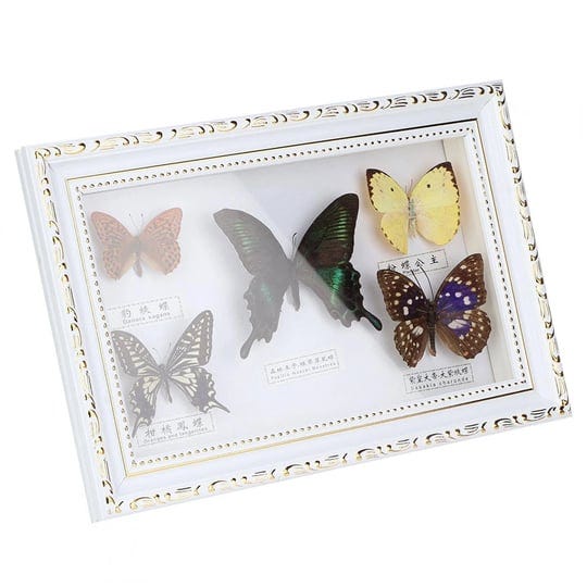 real-framed-butterfly-butterfly-specimen-display-with-black-and-white-frame-taxidermy-home-ornament--1