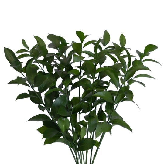wholesale-green-ruscus-boxes-of-60-120-stems-israeli-green-60-stems-1