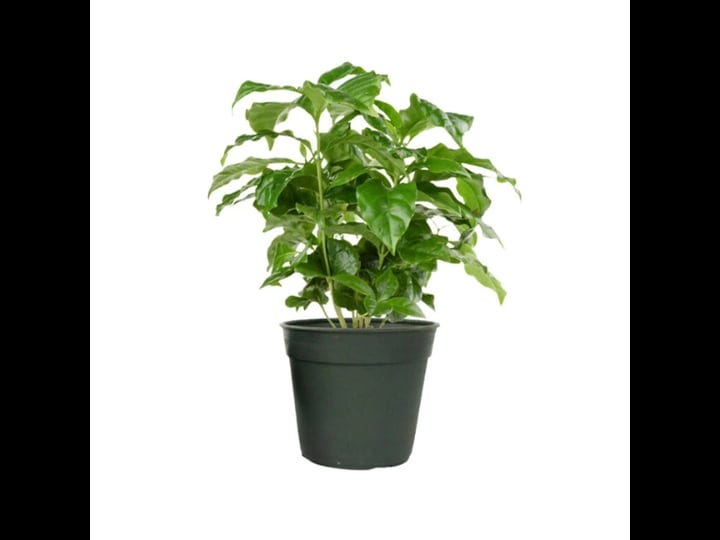 american-plant-exchange-arabica-coffee-live-plant-4-inch-pot-fruiting-indoor-houseplant-easy-care-sh-1