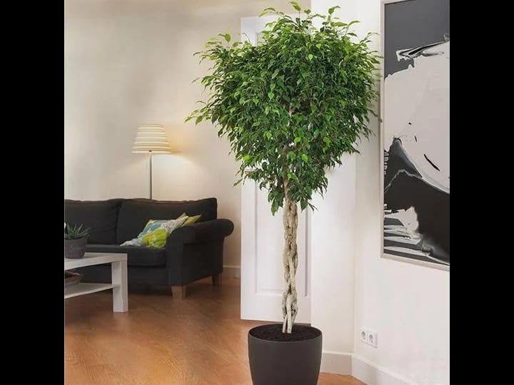 brighter-blooms-braided-benjamina-ficus-tree-3-4-ft-no-shipping-to-az-and-or-1