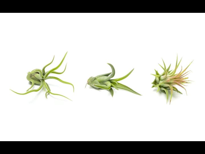 air-plant-low-light-house-plants-box-3pk-tillandsia-air-plants-live-houseplants-live-indoor-plants-l-1