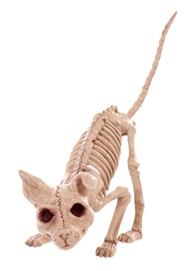 7-5-kitty-skeleton-1