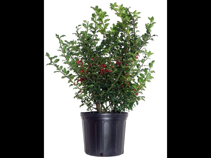 ilex-x-meserveae-blue-princess-blue-holly-evergreen-3-size-container-1