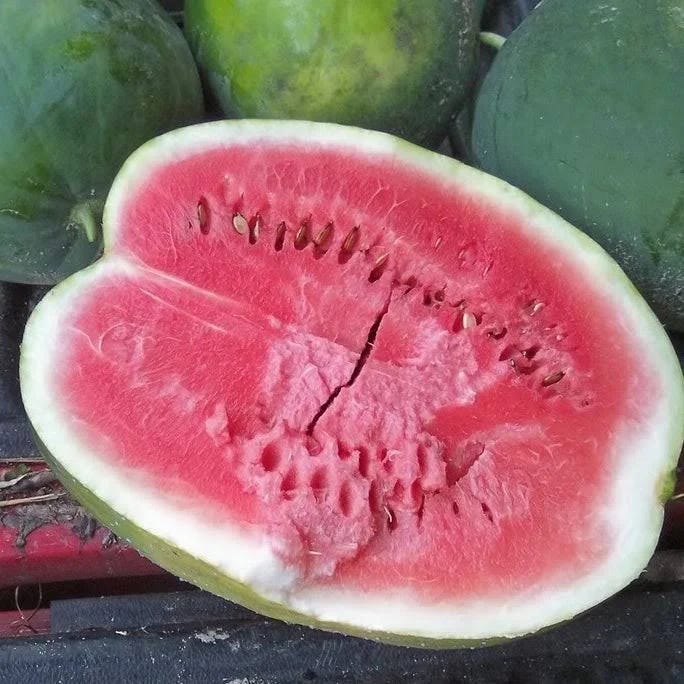 Mammoth Black Diamond Watermelon Seeds - Black Watermelon Variety | Image