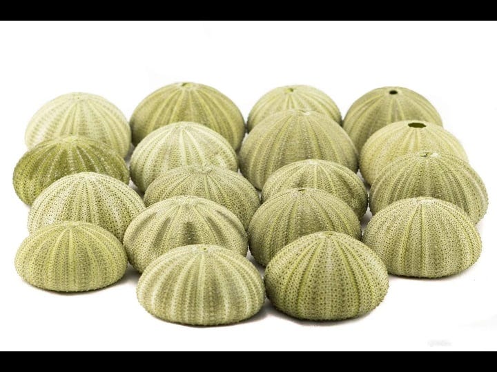 sea-urchin-18-green-sea-urchin-shell-18-green-sea-urchin-shells-for-craft-and-decor-nautical-crush-t-1