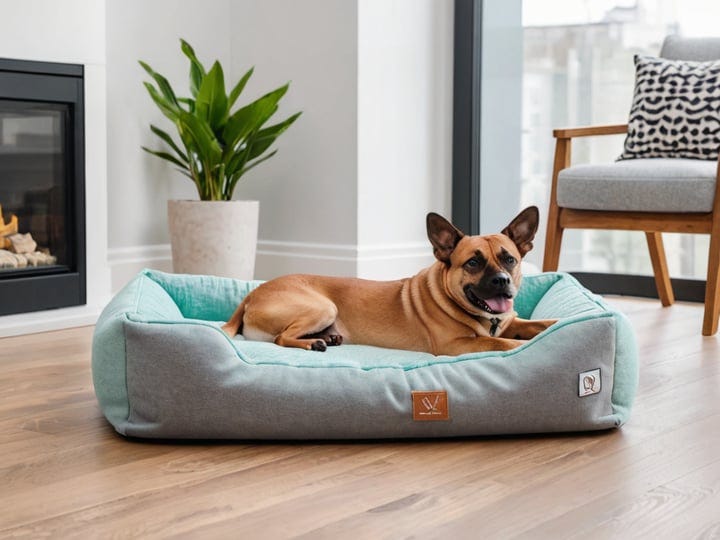 Cool-Dog-Beds-2