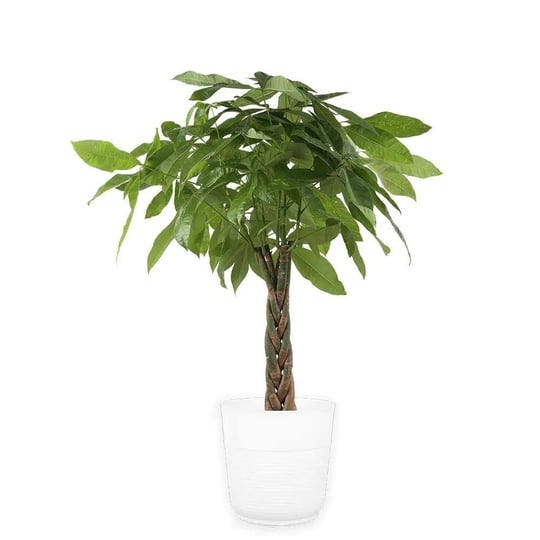 costa-farms-pachira-braid-indoor-money-tree-plant-in-10-in-paradise-planter-avg-shipping-height-3-4--1