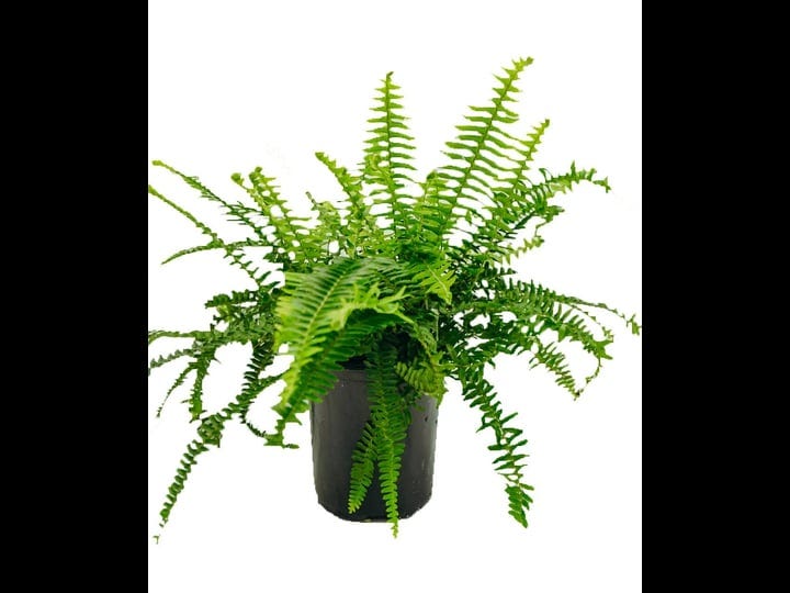 vigoro-1-gal-fern-kimberly-queen-plant-1