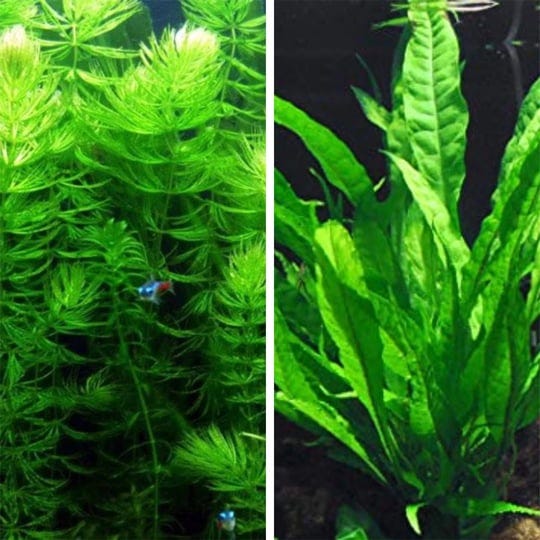 1-hornwort-bunch-ceratophyllum-demersum-beginner-tropical-live-aquarium-plant-1