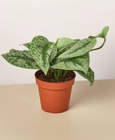 house-plant-shop-pothos-silver-splash-live-plant-4-pot-1