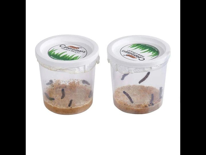 nature-gift-store-10-live-caterpillars-shipped-now-butterfly-kit-refill-only-1