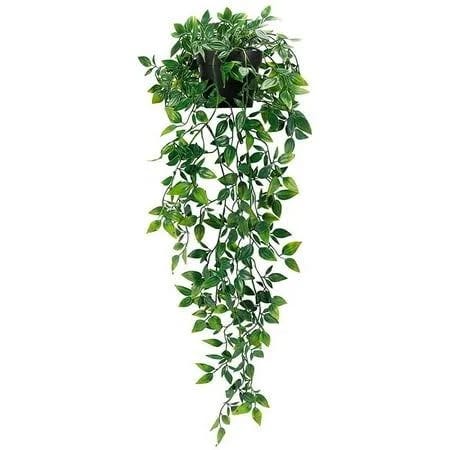 Stylish Hanging Plants for Indoor and Outdoor Décor | Image