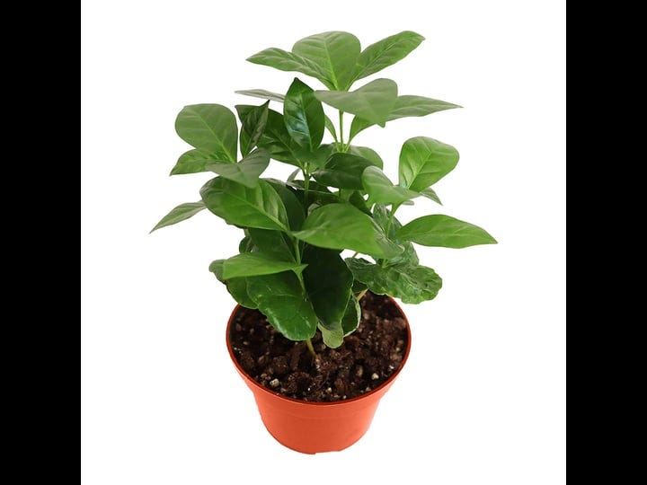 california-tropicals-arabica-coffee-plant-4-live-plant-coffee-tree-cutie-beans-indoor-plant-care-gif-1