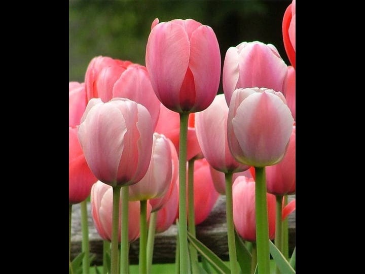 pink-impression-darwin-tulip-20-bulbs-super-value-12-cm-1