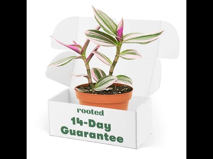 rooted-rare-pink-wandering-jew-plant-tradescantia-nanouk-live-easy-to-grow-and-low-maintenance-house-1