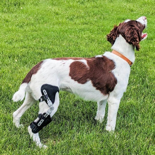 animal-ortho-care-dog-knee-brace-stifle-ccl-acl-1