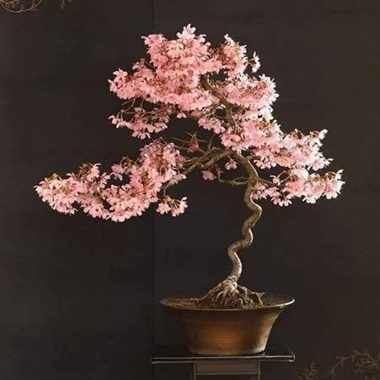 20-japanese-flowering-cherry-blossom-rare-bonsai-seeds-pink-flowering-tree-sakura-bonsai-seeds-1