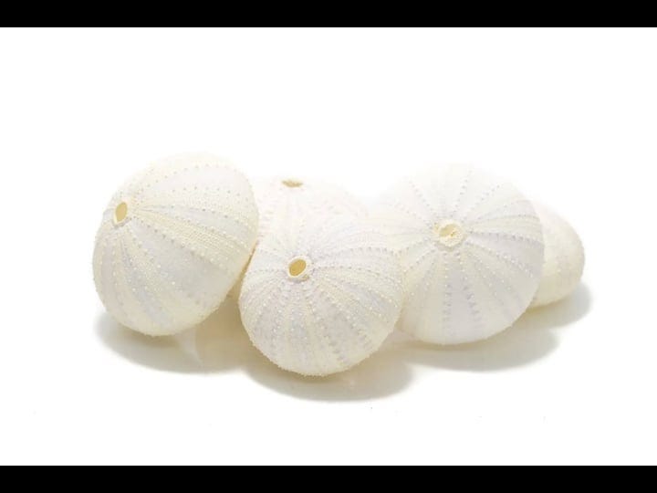 sea-urchin-5-unique-white-albino-sea-urchins-shell-5-rare-sea-urchin-shells-for-craft-and-decor-plus-1