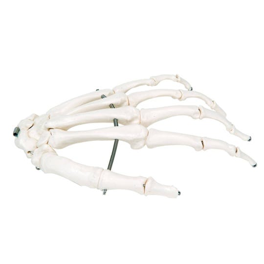 3b-scientific-anatomical-model-loose-bones-hand-skeleton-wire-1