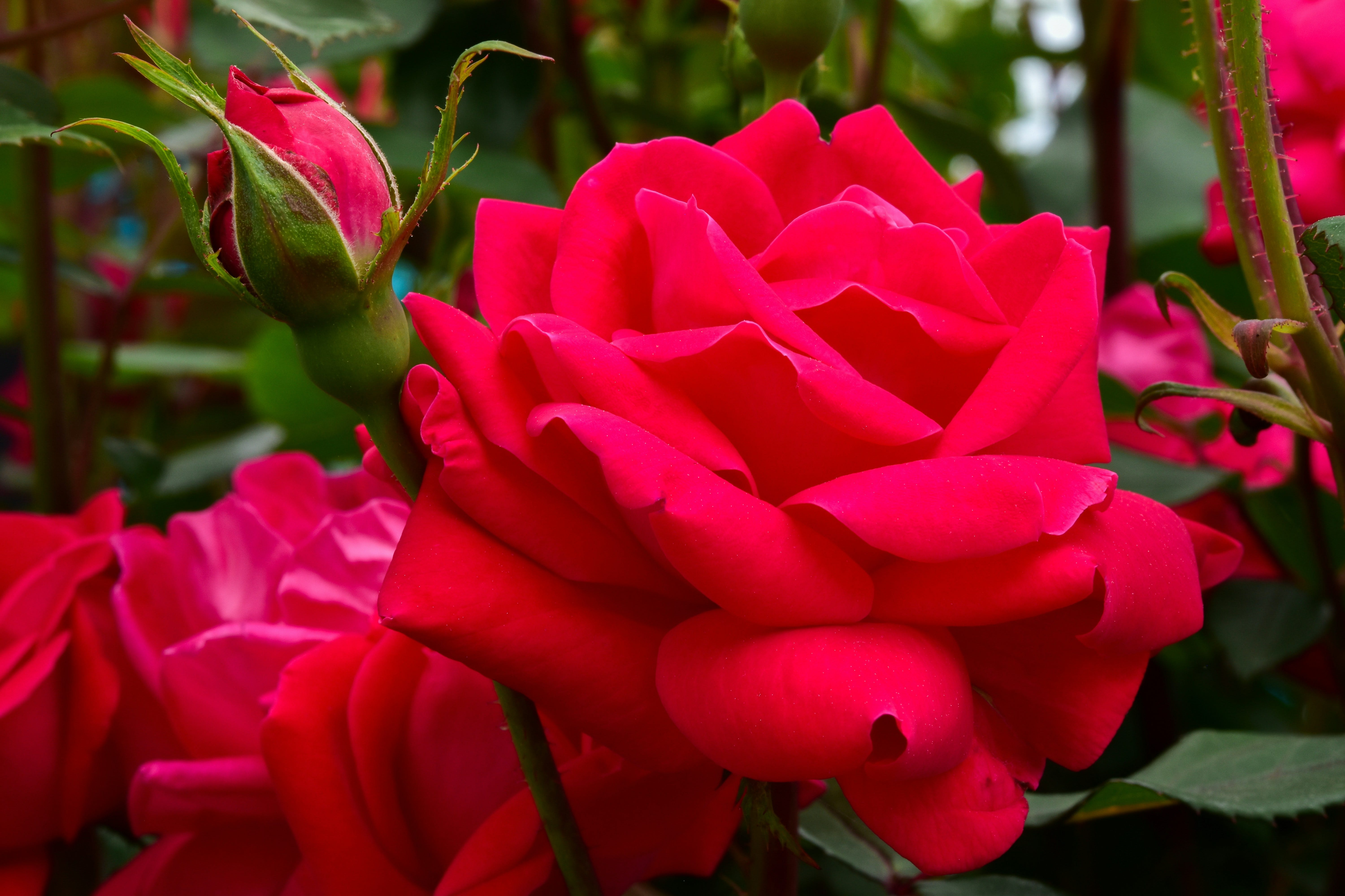 A close-up color photograph of several red roses on a bush in full bloom along with a few buds.