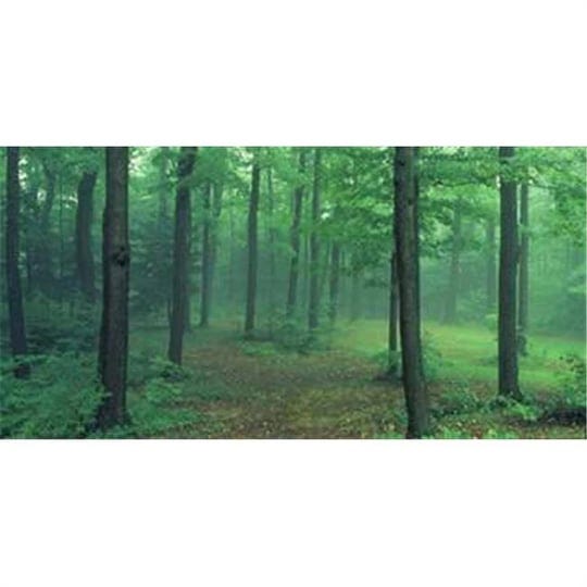 biggies-wm-mft-54-misty-forest-wall-murals-1