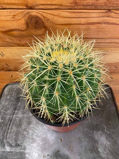 echinocactus-grusonii-6-inch-plant-the-plant-farm-1